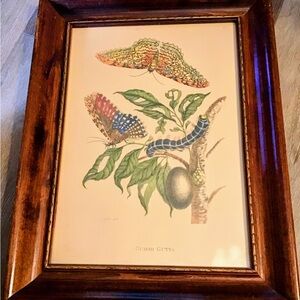 Framed Butterfly and Caterpillar Art Print